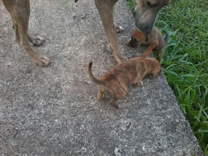 Cachorro raça não definida idade Abaixo de 2 meses nome sem nome