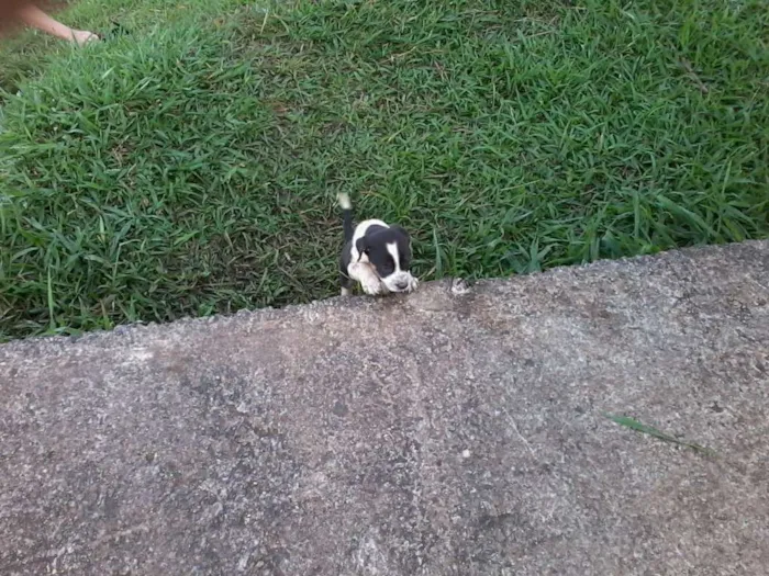 Cachorro raça não definida idade Abaixo de 2 meses nome sem nome