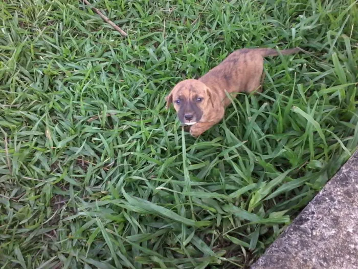 Cachorro raça não definida idade Abaixo de 2 meses nome sem nome