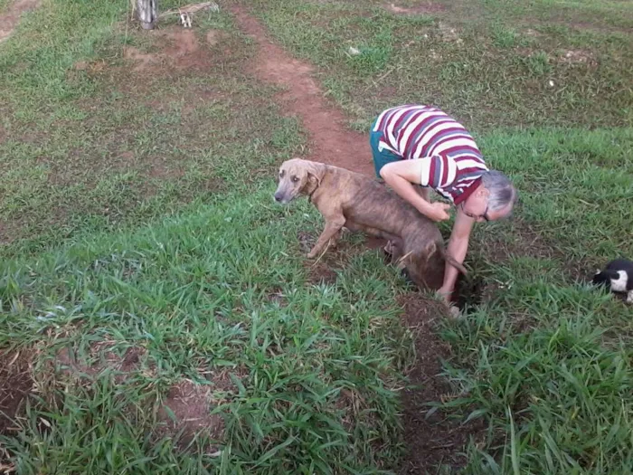 Cachorro raça não definida idade Abaixo de 2 meses nome sem nome