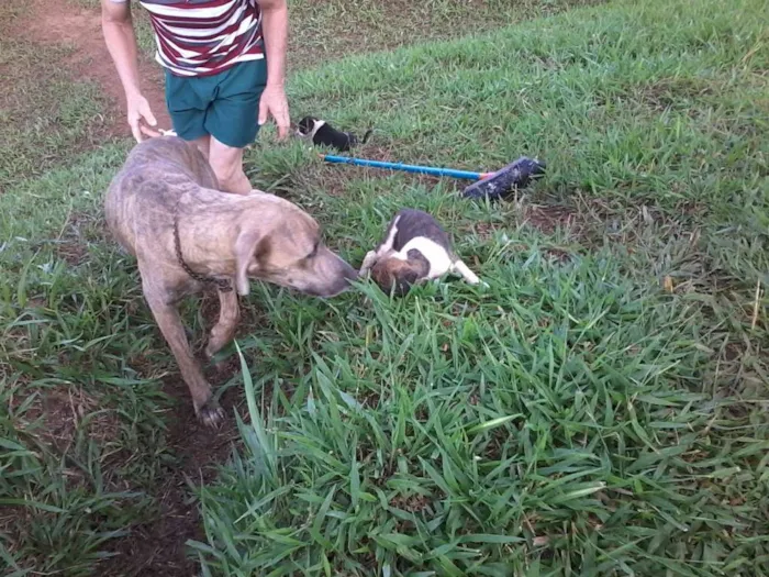 Cachorro raça não definida idade Abaixo de 2 meses nome sem nome