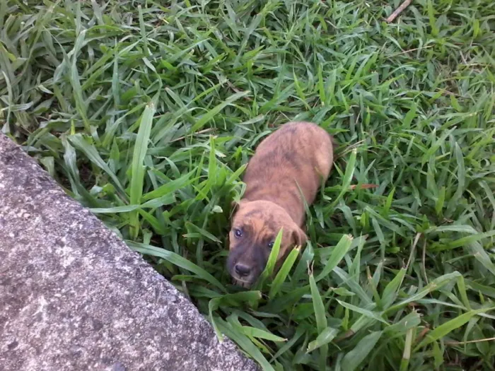 Cachorro raça não definida idade Abaixo de 2 meses nome sem nome