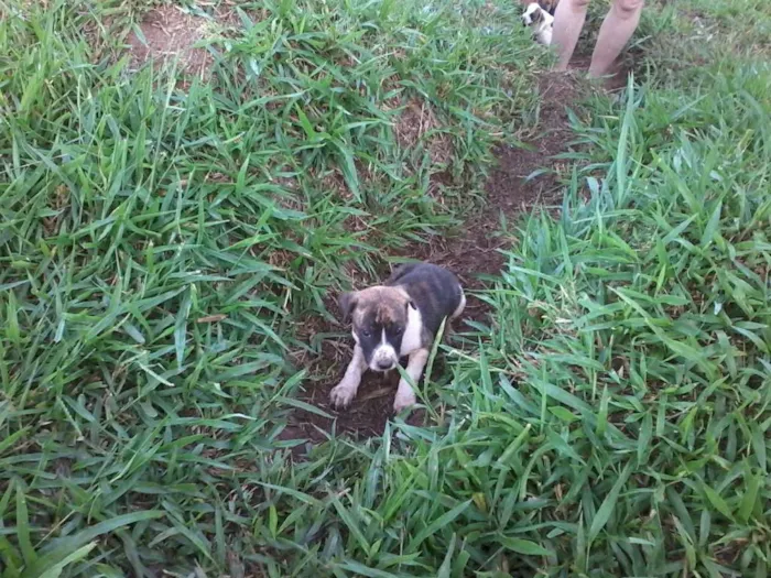 Cachorro raça não definida idade Abaixo de 2 meses nome sem nome