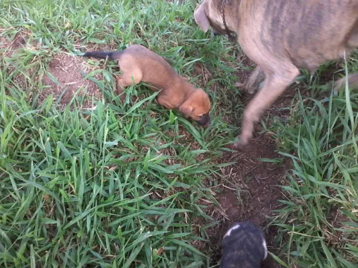 Cachorro raça não definida idade Abaixo de 2 meses nome sem nome