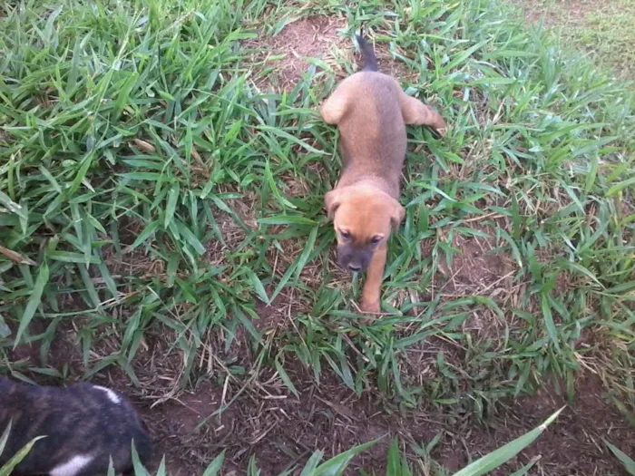 Cachorro raça não definida idade Abaixo de 2 meses nome sem nome