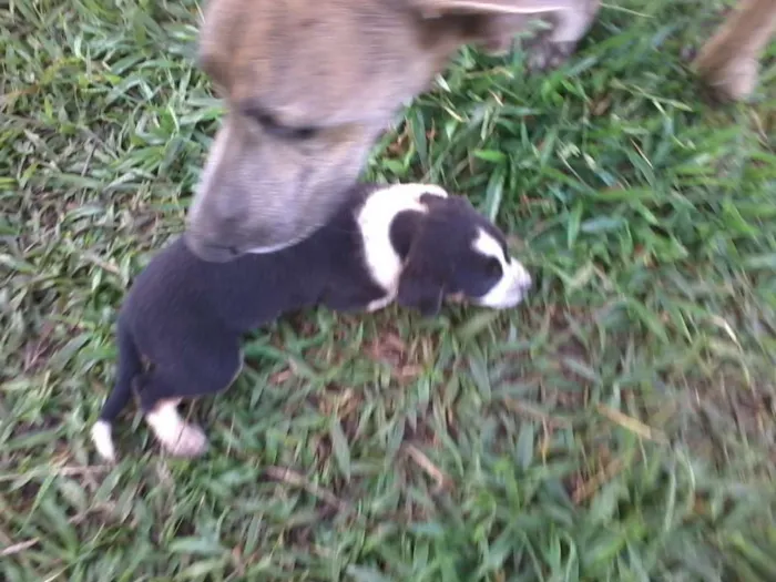 Cachorro raça não definida idade Abaixo de 2 meses nome sem nome