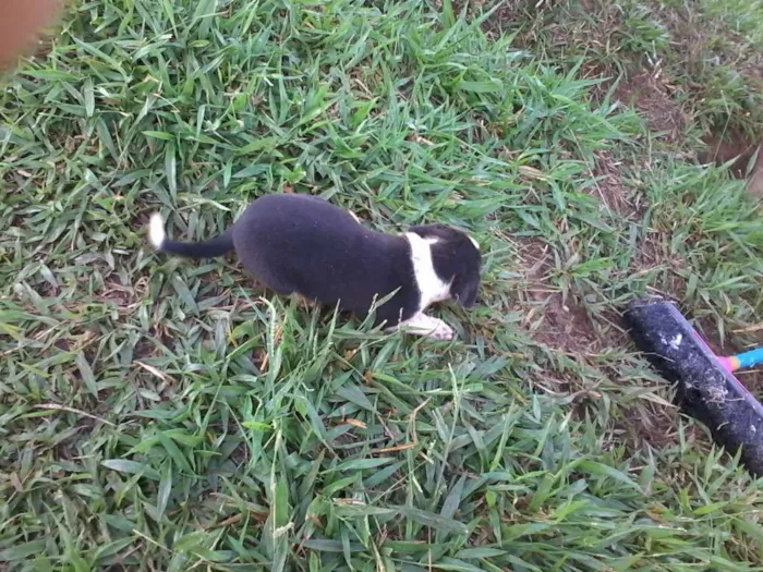 Cachorro raça não definida idade Abaixo de 2 meses nome sem nome