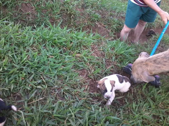 Cachorro raça não definida idade Abaixo de 2 meses nome sem nome