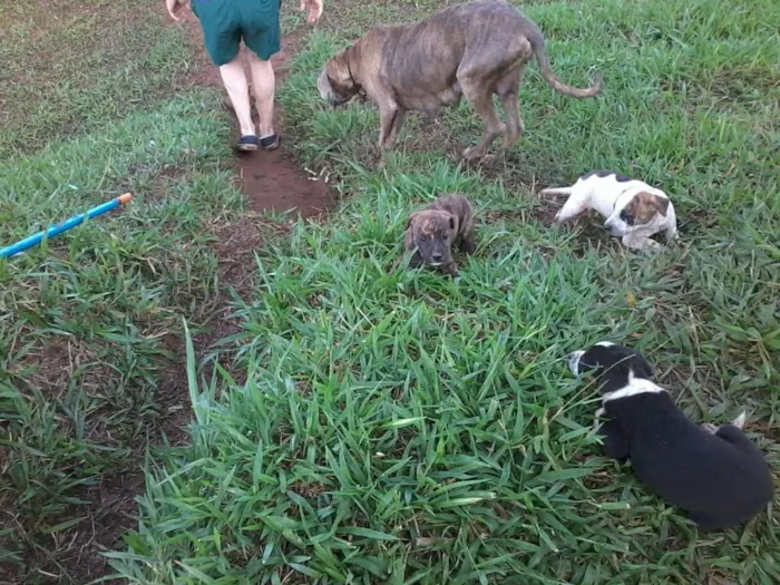 Cachorro raça não definida idade Abaixo de 2 meses nome sem nome