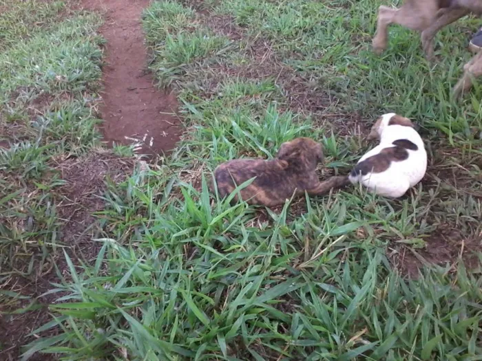 Cachorro raça não definida idade Abaixo de 2 meses nome sem nome