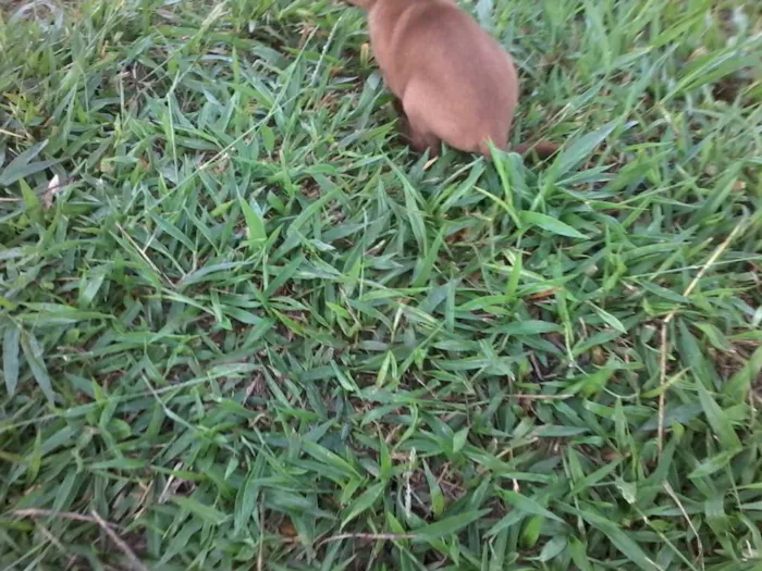 Cachorro raça não definida idade Abaixo de 2 meses nome sem nome