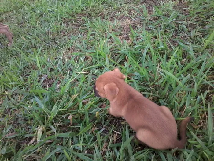 Cachorro raça não definida idade Abaixo de 2 meses nome sem nome