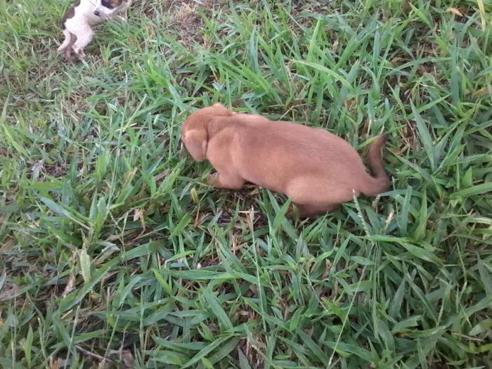 Cachorro raça não definida idade Abaixo de 2 meses nome sem nome