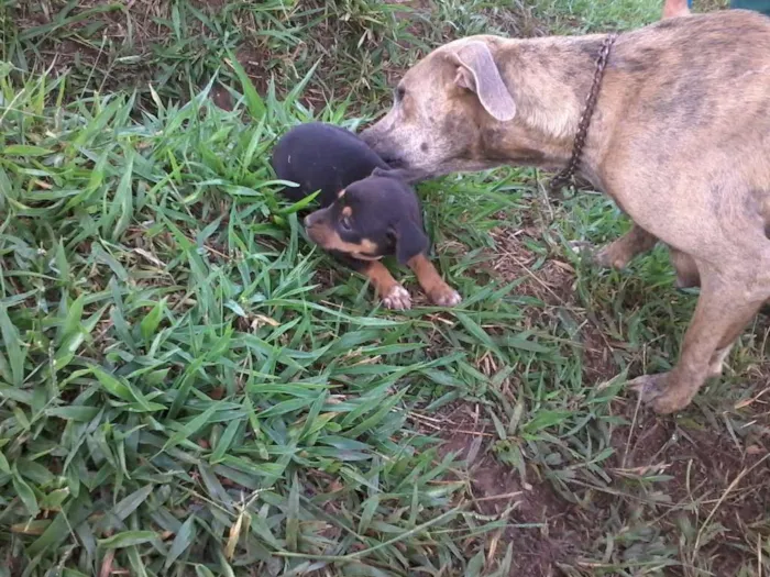 Cachorro raça não definida idade Abaixo de 2 meses nome sem nome