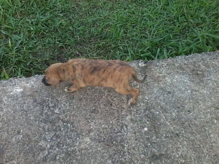 Cachorro raça não definida idade Abaixo de 2 meses nome sem nome