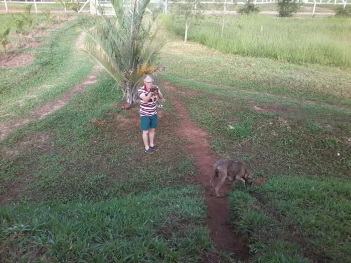 Cachorro raça não definida idade Abaixo de 2 meses nome sem nome