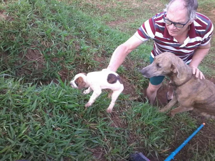 Cachorro raça não definida idade Abaixo de 2 meses nome sem nome