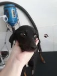 Bombom