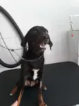 Bombom