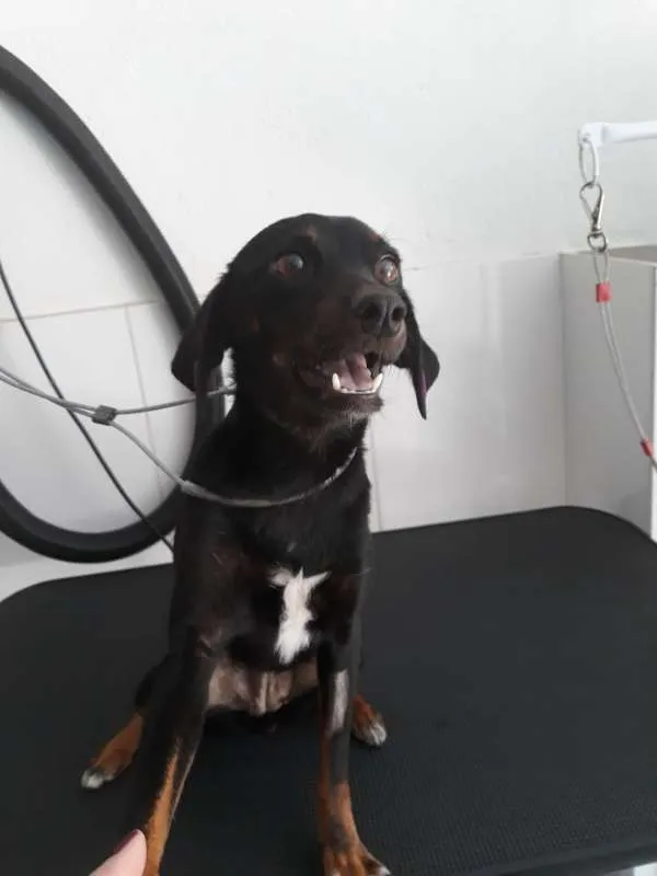 Cachorro raça SRD idade 1 ano nome Bombom