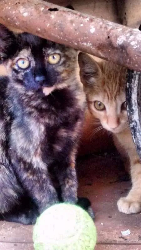 Gato ra a NA idade 2 a 6 meses nome NA