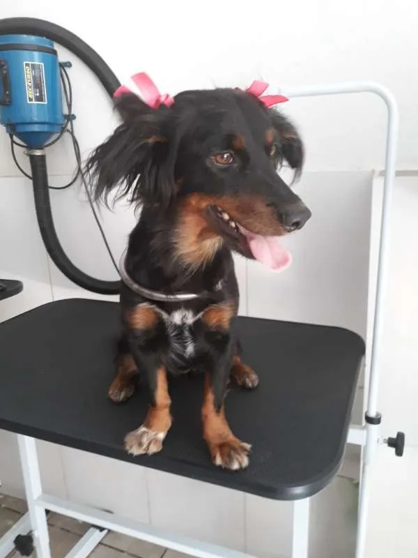 Cachorro raça SRD idade 1 ano nome Penélope