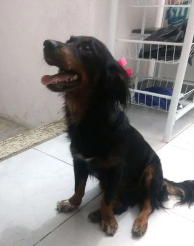 Cachorro raça SRD idade 1 ano nome Penélope