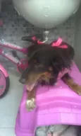 Penélope
