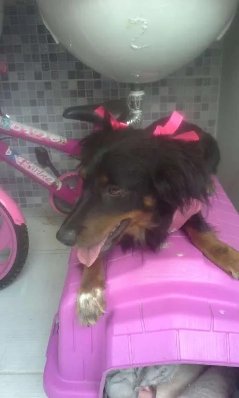 Cachorro raça SRD idade 1 ano nome Penélope