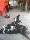 São tantos felinos 