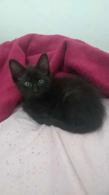Gato ra a SRD idade 2 a 6 meses nome Drácula