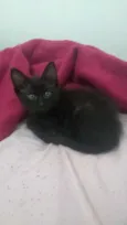 Drácula