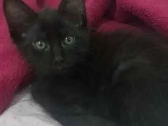 Gato ra a SRD idade 2 a 6 meses nome Drácula