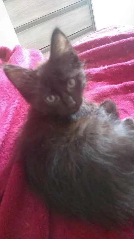 Gato ra a SRD idade 2 a 6 meses nome Drácula