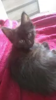 Drácula