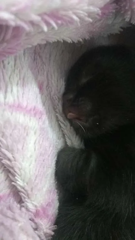 Gato ra a SRD idade 2 a 6 meses nome Drácula