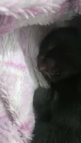 Drácula