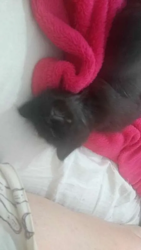 Gato ra a SRD idade 2 a 6 meses nome Drácula