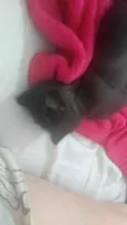 Drácula