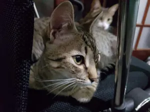 Gato raça Sem raça definida idade 7 a 11 meses nome Pit