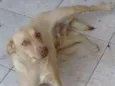 Kira