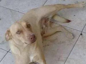 Cachorro raça Pit bul com vira lata idade 1 ano nome Kira