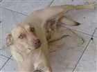 Cachorro raça Pit bul com vira lata idade 1 ano nome Kira