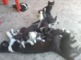 São tantos felinos 