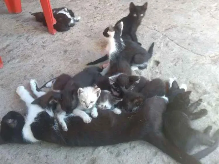 Gato ra a Não entendo idade Abaixo de 2 meses nome São tantos felinos 