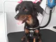 Penélope