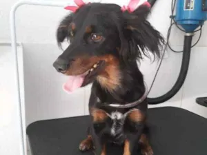 Cachorro raça SRD idade 1 ano nome Penélope