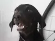 Bombom