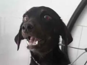 Cachorro raça SRD idade 1 ano nome Bombom
