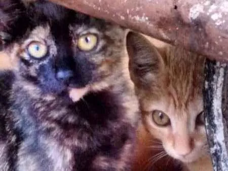 Gato ra a NA idade 2 a 6 meses nome NA